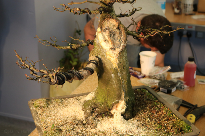 hornbeam bonsai